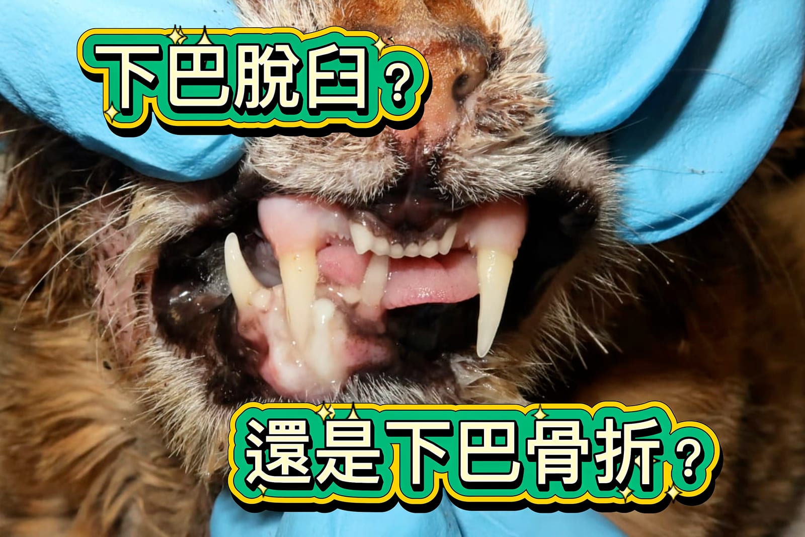 貓張開嘴，右側下顎有病灶，字卡寫著下巴脫臼？還是下巴骨折？